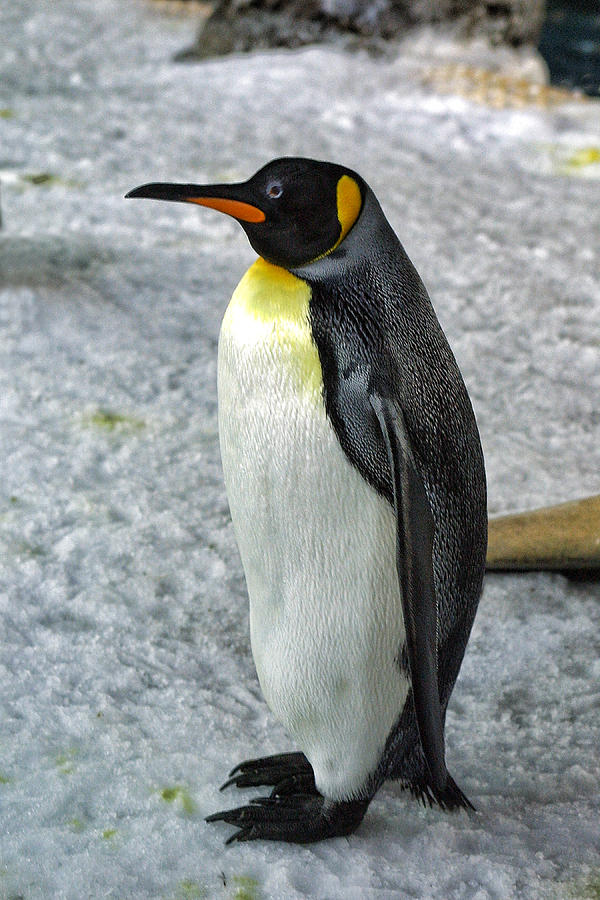 Nature Photograph - Profile King Penguin by Linda Phelps