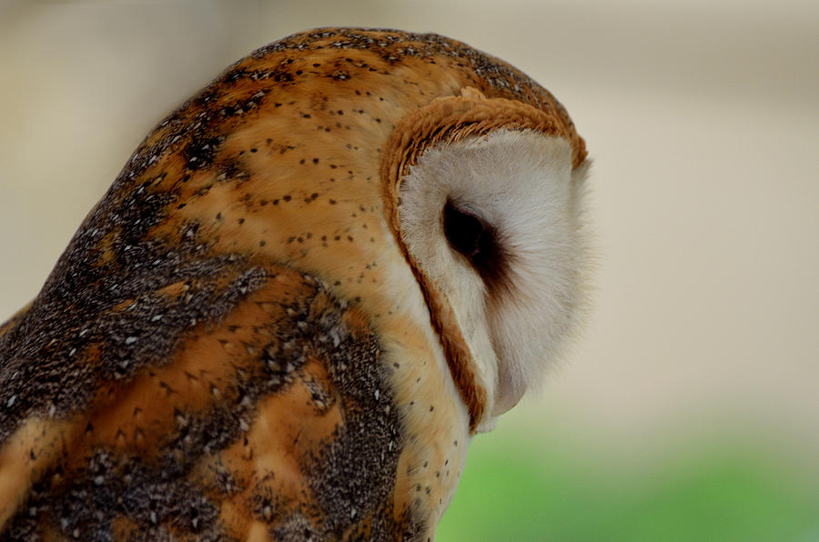 Profile of a Barn Owl Photograph by Kathleen Stephens