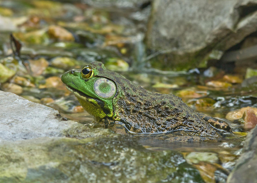 Profile of a Bullfrog Photograph by Jemmy Archer