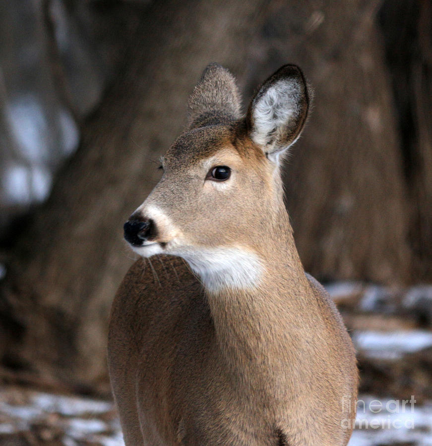 Deer Photograph - Profile of a doe by Lori Tordsen