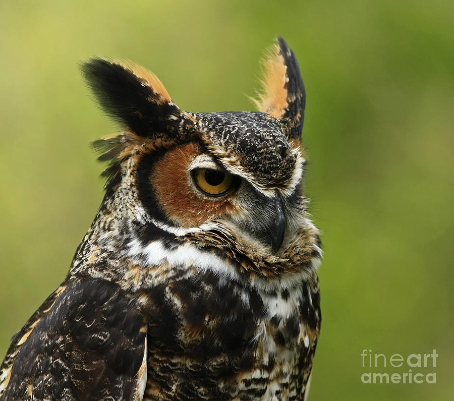 Profile Photograph - Profile of a Great Horned Owl by Inspired Nature Photography Fine Art Photography