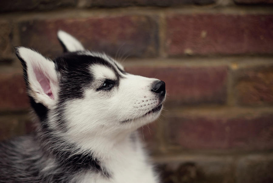 Profile Of A Husky Puppy Photograph by Images By Christina Kilgour