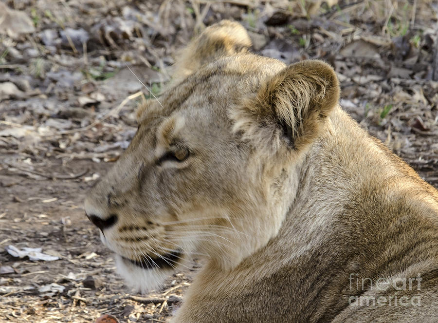 Profile of a lion Photograph by Pravine Chester