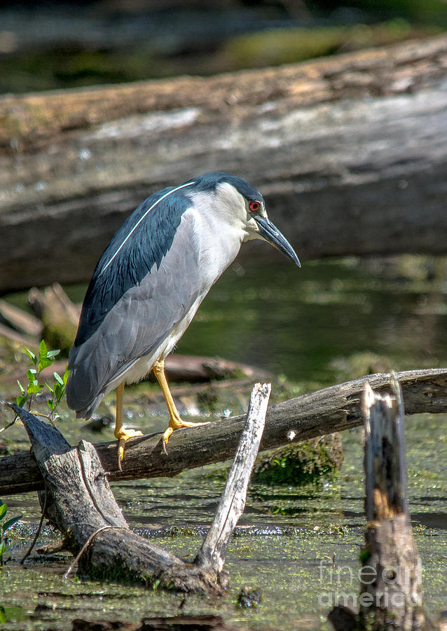 Profile of a Night Heron Photograph by Cheryl Baxter