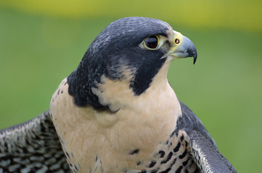 Profile of a Peregrine Photograph by Kathleen Stephens