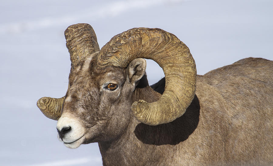 Profile of a Ram Photograph by Kristi Staebler Kowalski - Fine Art America