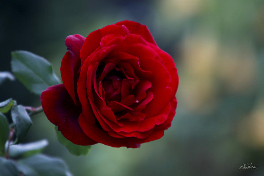Profile of a Red Rose Photograph by Diana Haronis