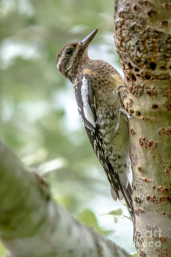 Profile of a Sapsucker Juvenile Photograph by Cheryl Baxter