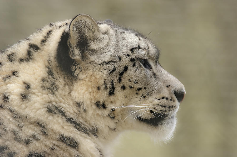 Profile of a snow leopard Photograph by Chris Boulton