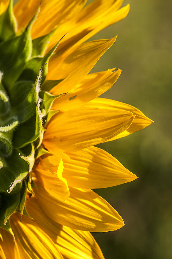 Profile of a Sunflower Photograph by Cathy Kovarik