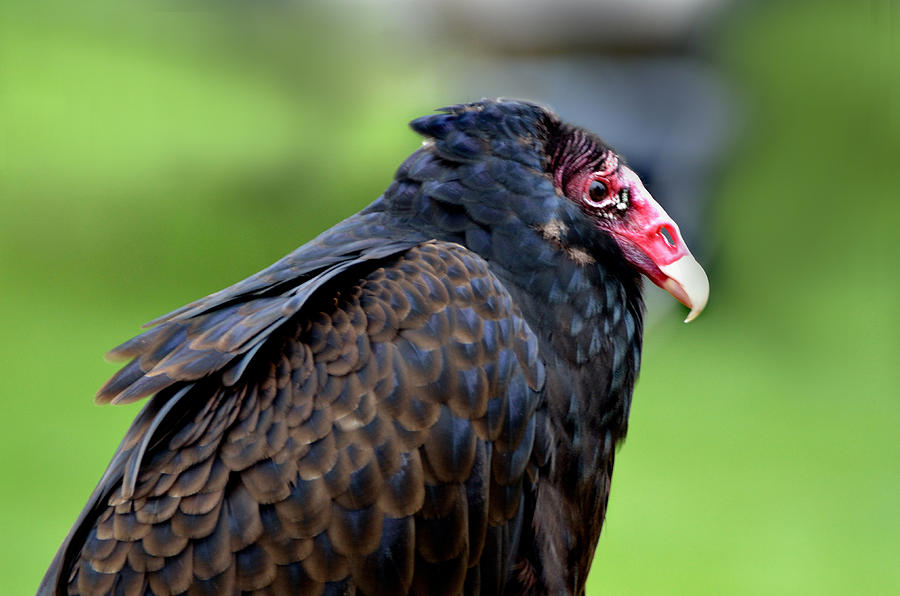 Profile of a Turkey Vulture Photograph by Kathleen Stephens