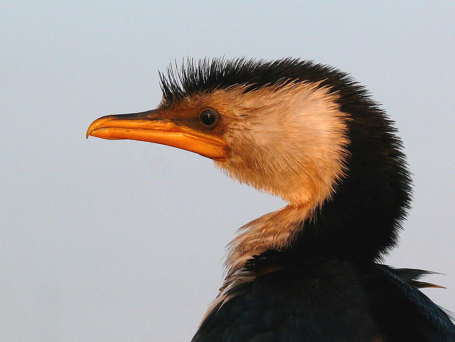 Profile Of A Young Cormorant Photograph by Evelyn Tambour