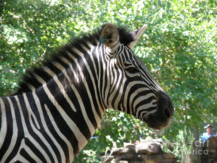 Profile of a Zebra Photograph by DejaVu Designs