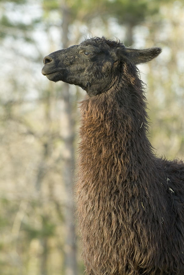 Llama Photograph - Profile of Alpaca by Devinder Sangha