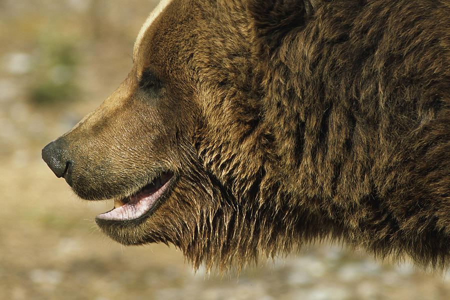 Denali National Park Photograph - Profile Of Brown Bear Denali Np In by Doug Lindstrand
