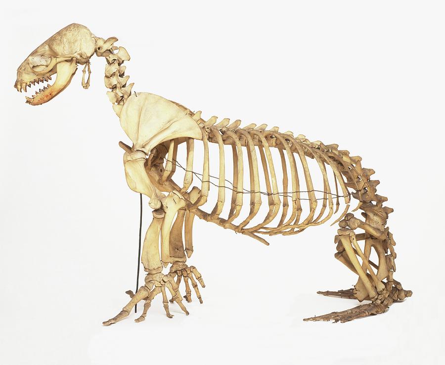 Profile Of Eared Seal Skeleton Photograph by Dorling Kindersley/uig