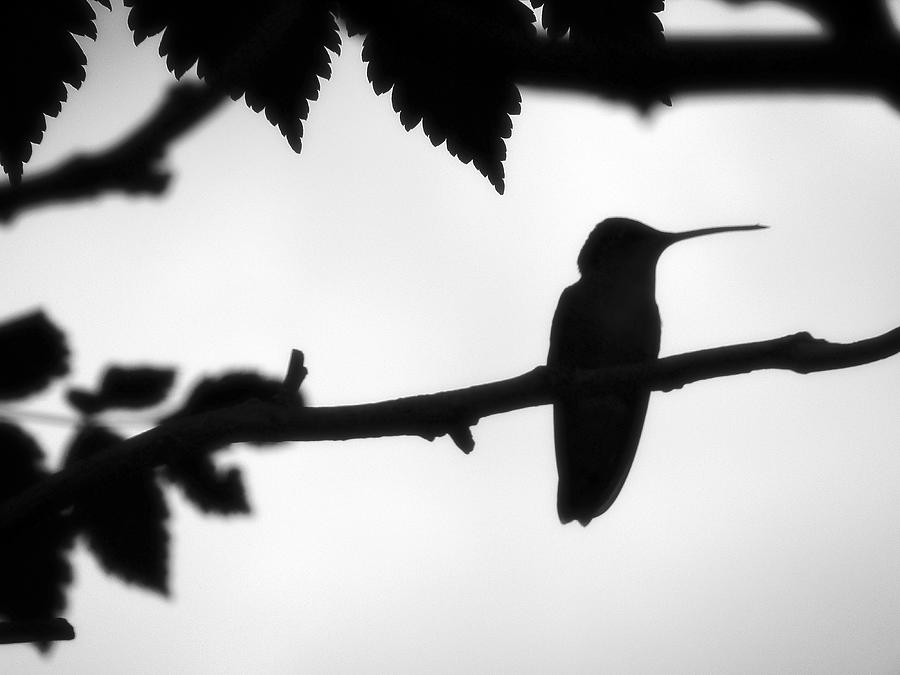 Profile Of Hummingbird Photograph