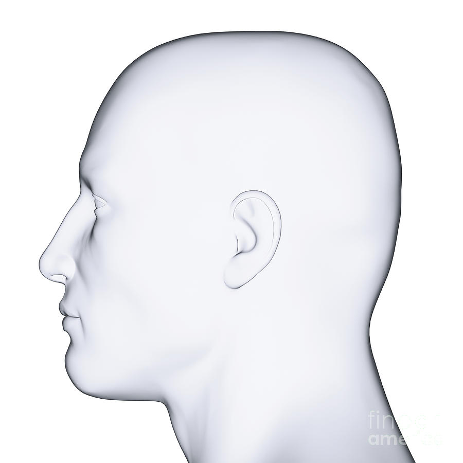 Profile Of Mans Head Photograph by Dorling Kindersley