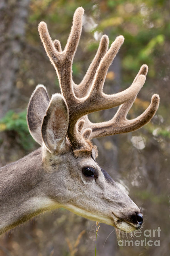 Deer Photograph - Profile of mule deer buck with velvet antler  by Stephan Pietzko