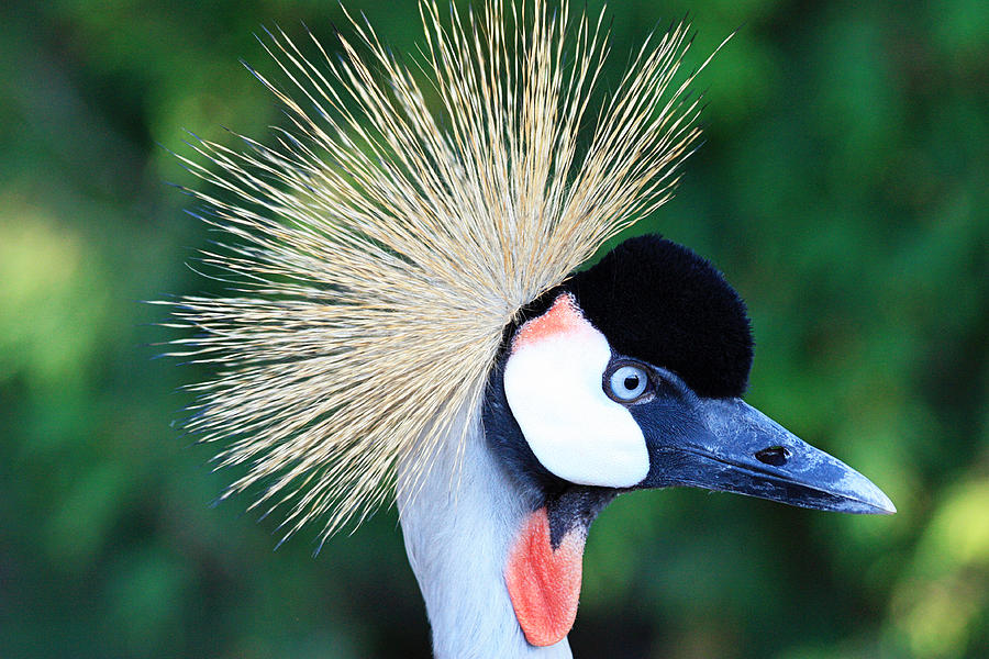 Profile of the Crowned Crane Photograph by Trina  Ansel