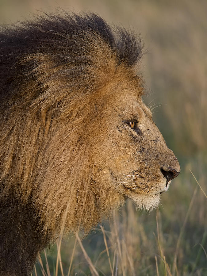 Profile of the King Photograph by Wade Aiken