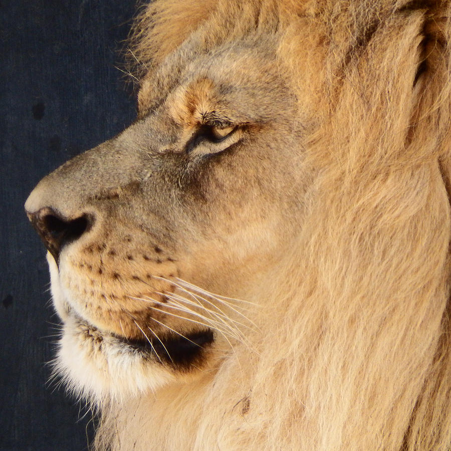Profile of the Lion Photograph by David G Paul