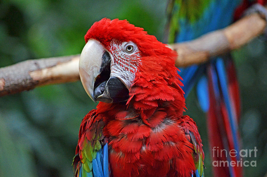 Profile Portrait of a Parrot  Photograph by Jim Fitzpatrick
