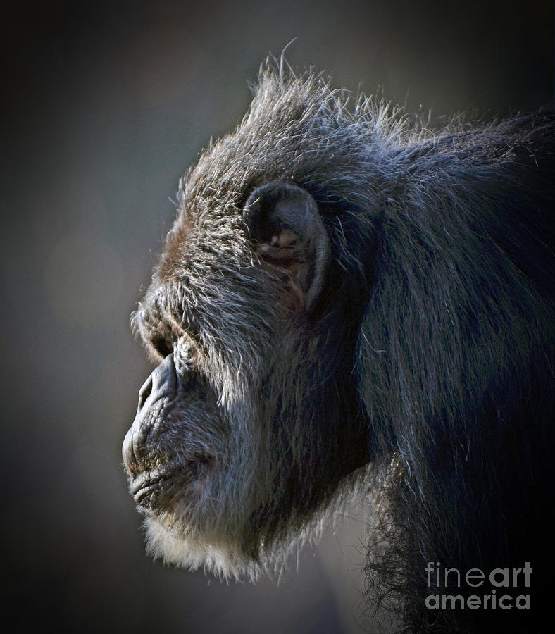 Nature Photograph - Profile Portrait of an Elderly Chimp by Jim Fitzpatrick