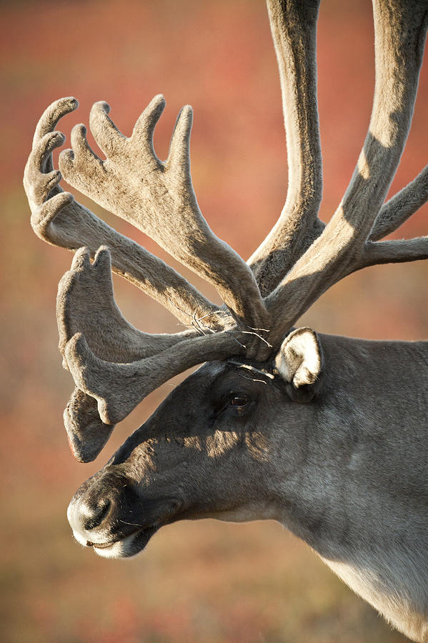 Denali National Park Photograph - Profile View Of A Male Caribou With by Doug Lindstrand