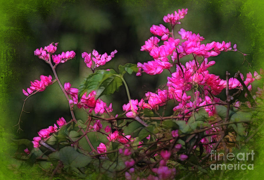 Flower Photograph - Profusion of Pink by Judi Bagwell