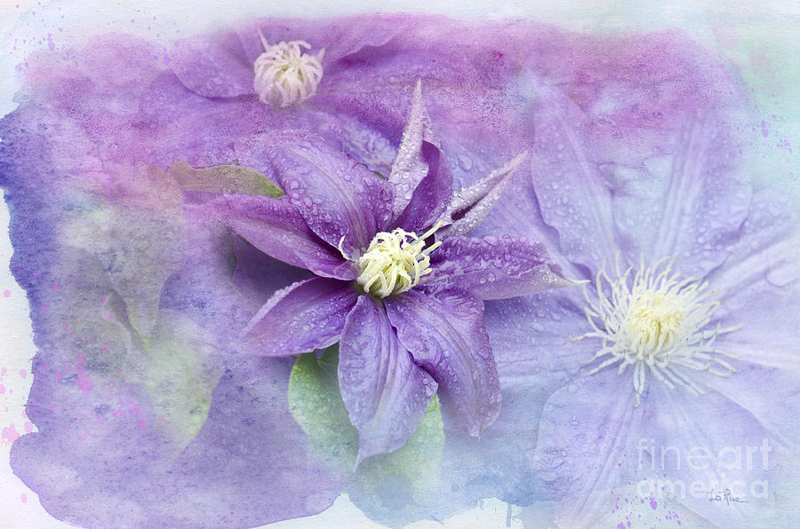 Profusion of Purple Photograph by Betty LaRue
