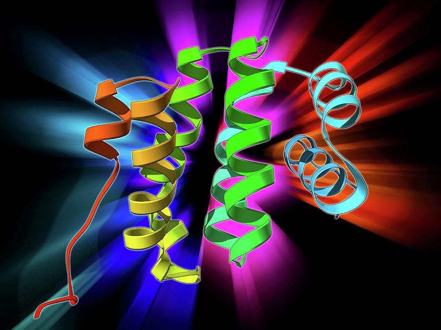 Programmed Cell Death Protein Molecule Photograph by Laguna Design