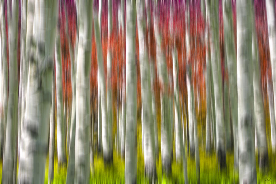 Abstract Photograph - Progression of Autumn by Adam Romanowicz