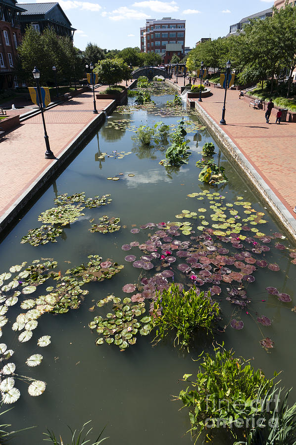 Promenade and water lilies in Carroll Creek Park in Frederick MD Photograph by William Kuta