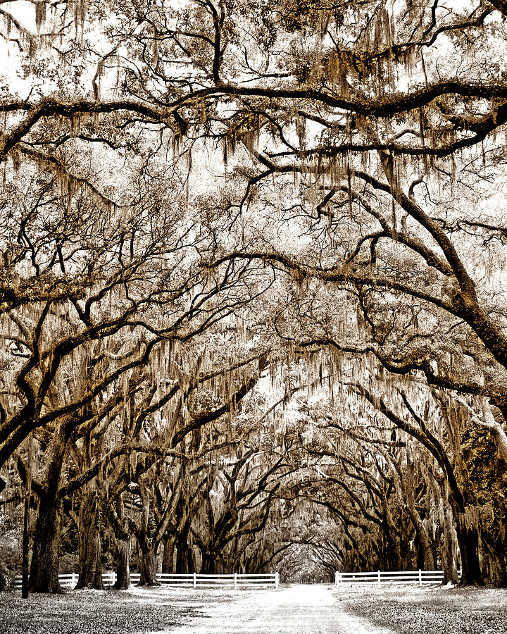 A WALK TO REMEMBER Savannah GA Photograph by William Dey
