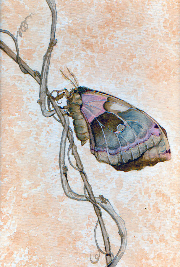 Promethea Moth Painting by Katherine Miller