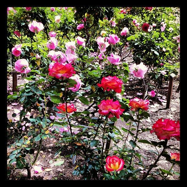 Promise Me A Rose Garden! Photograph by Susan Neufeld