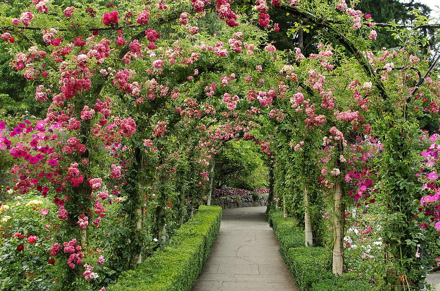 Rose Promenade Photograph by Natalie Ortiz | Fine Art America