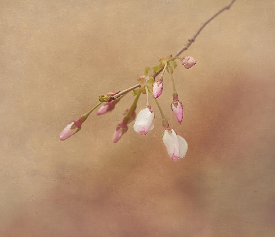 Flower Photograph - Promise of Spring by Kim Hojnacki