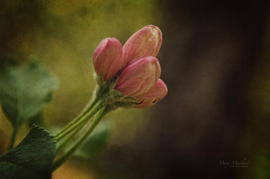 Promise of Spring Photograph by Mary Machare