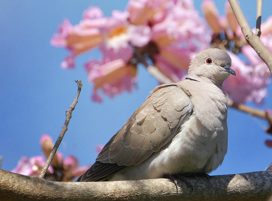 Dove Photograph - Promises Of Spring by Fraida Gutovich