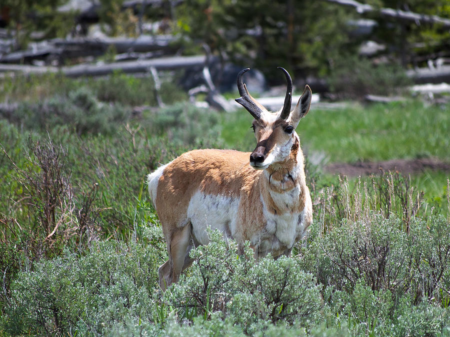 Pronghorn Photograph by Aaron Spong