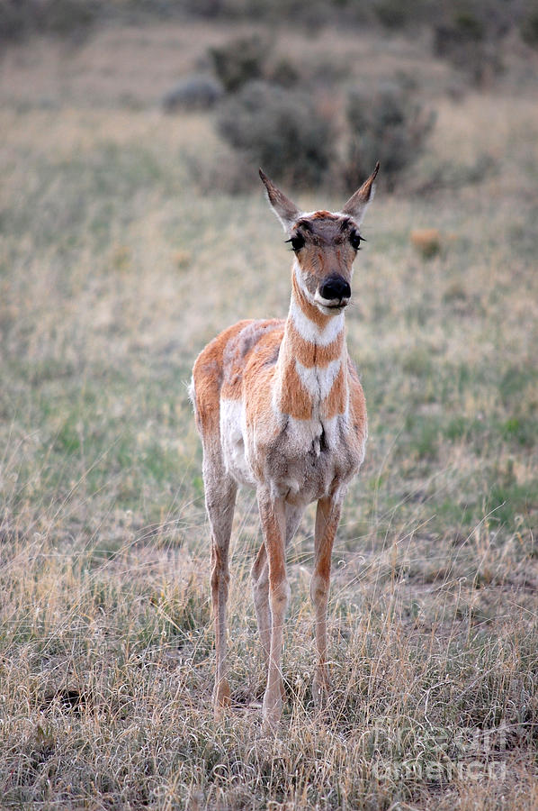 Pronghorn Antelope 1 Photograph by Debra Thompson
