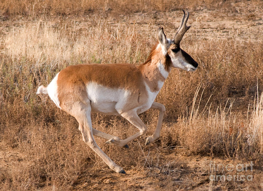 Pronghorn Antelope 1 Photograph by Vivian Christopher