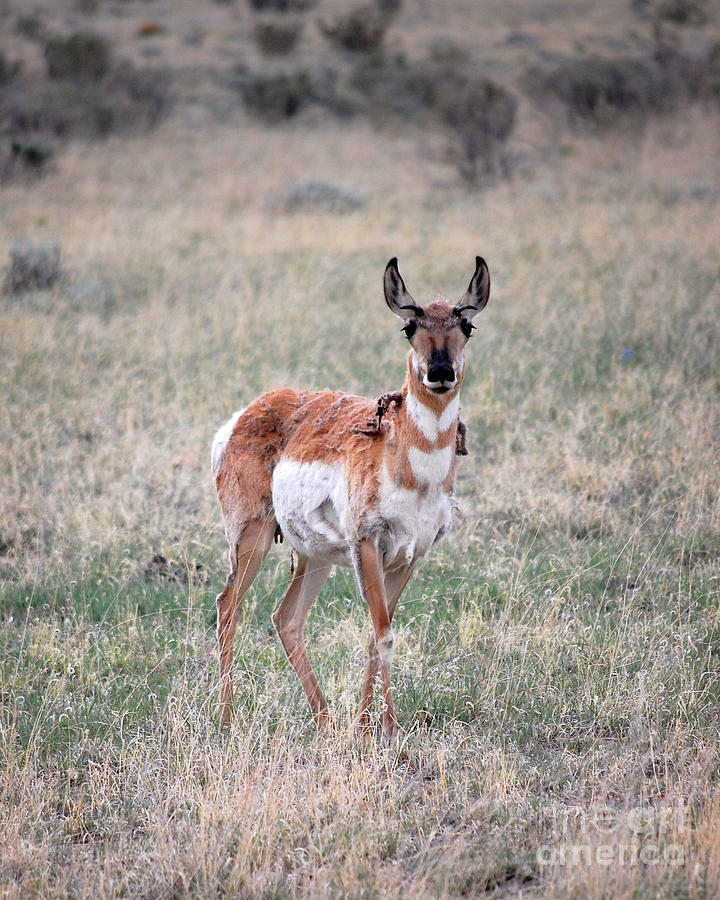 Pronghorn Antelope 2 Photograph by Debra Thompson