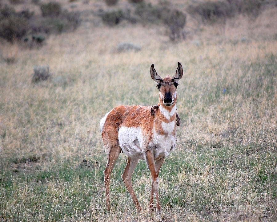 Pronghorn Antelope 3 Photograph by Debra Thompson