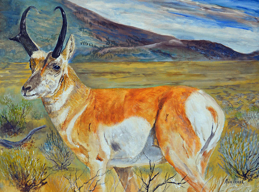 Wildlife Painting - Pronghorn Antelope by Alvin Hepler