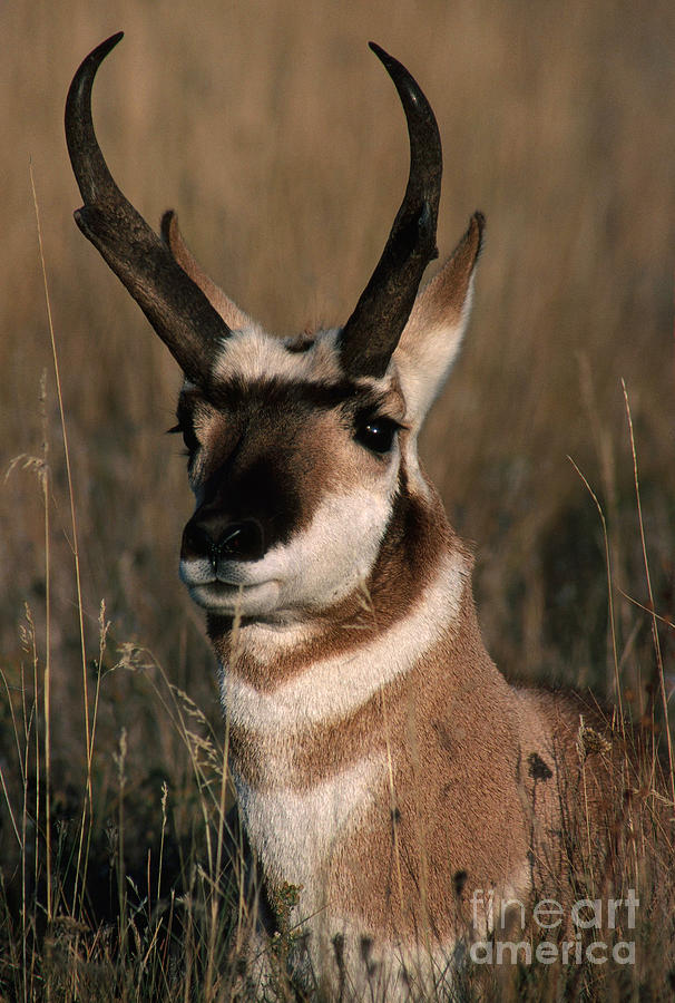 Pronghorn Antelope Photograph by Art Wolfe
