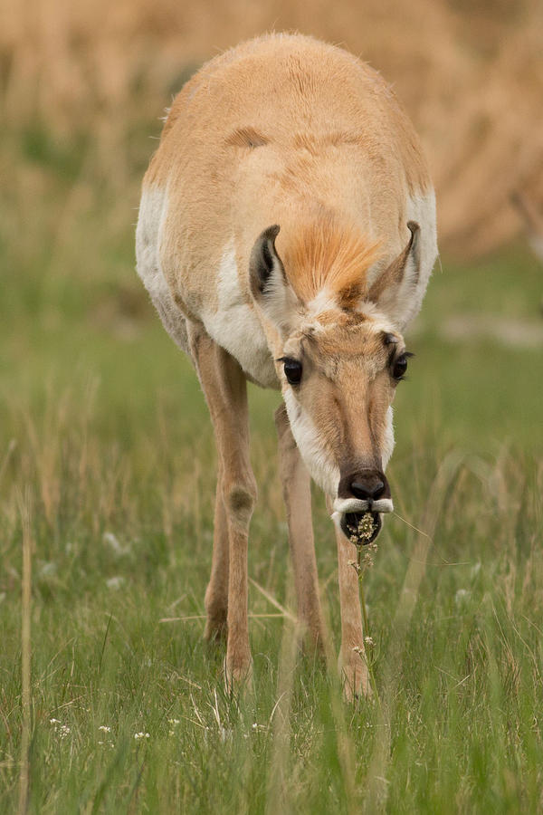 Pronghorn Antelope at Breakfast Photograph by Natural Focal Point Photography