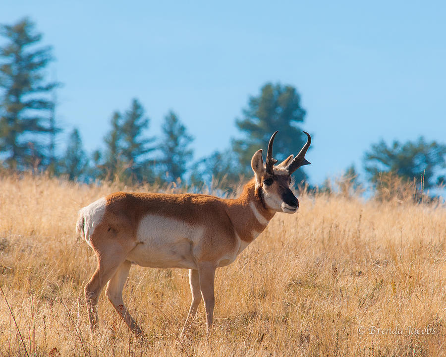 Pronghorn Antelope Photograph by Brenda Jacobs